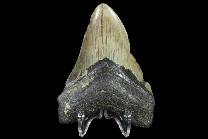 Fossil Megalodon Tooth - North Carolina #119428